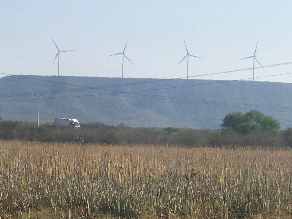 plantaciones de aloe vera en Tamaulipas, Mexico